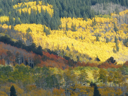 aspens.jpg aspens.jpg